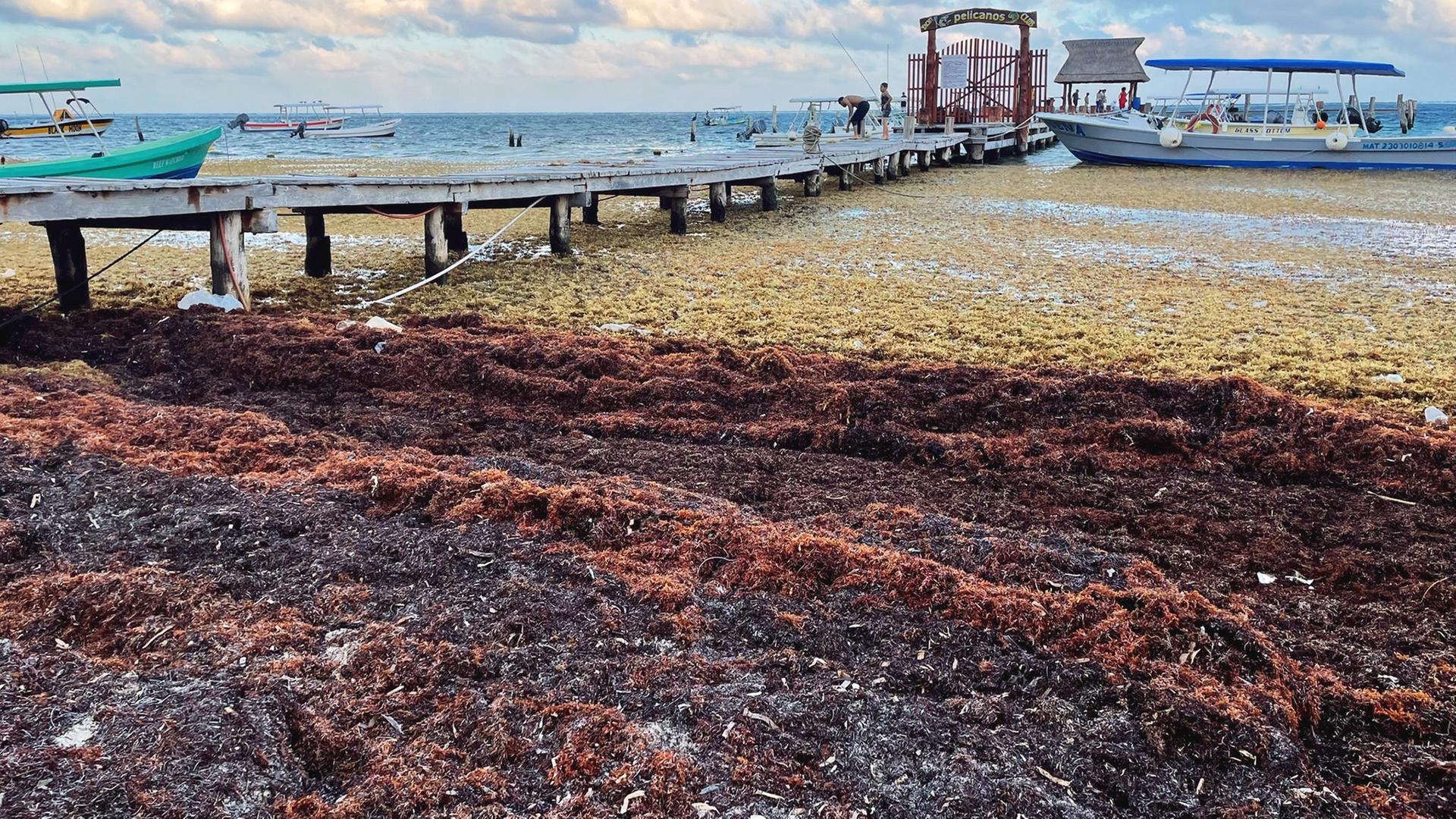 Algenausbreitung: Die Plage aus dem Meer | tagesschau.de