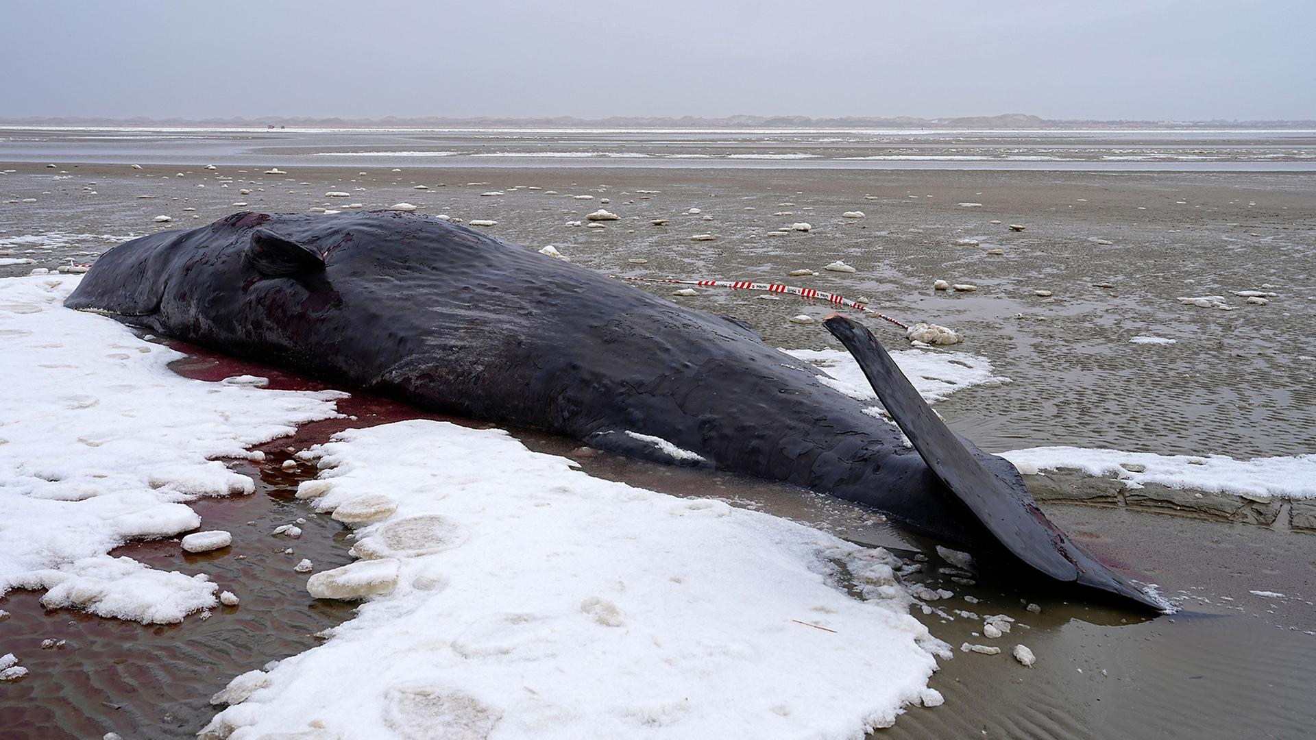 Ein gestrandeter Pottwal liegt an einem Strand. | Mads Claus Rasmussen/Ritzau Scan