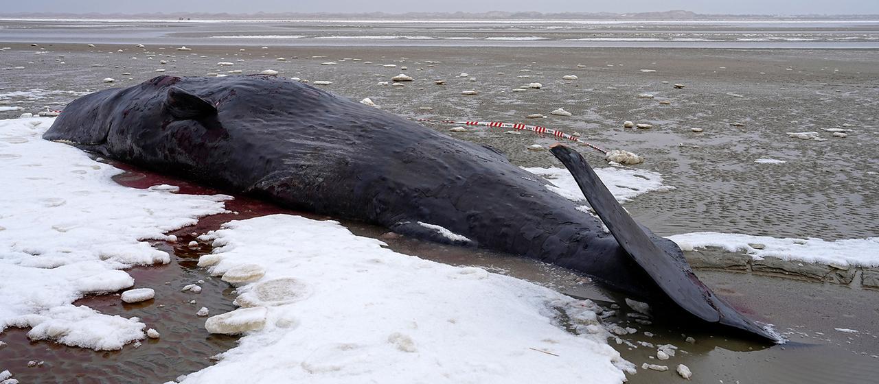 Ein gestrandeter Pottwal liegt an einem Strand.