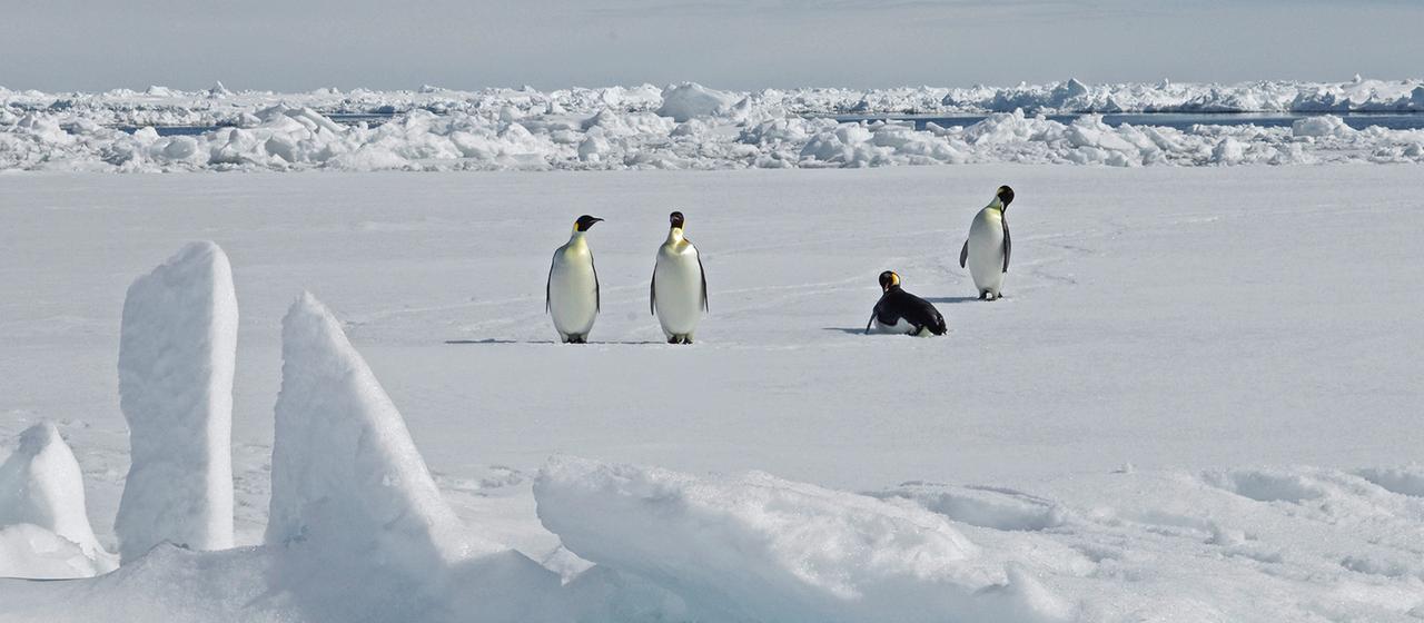Pinguine stehen auf dem Eis.