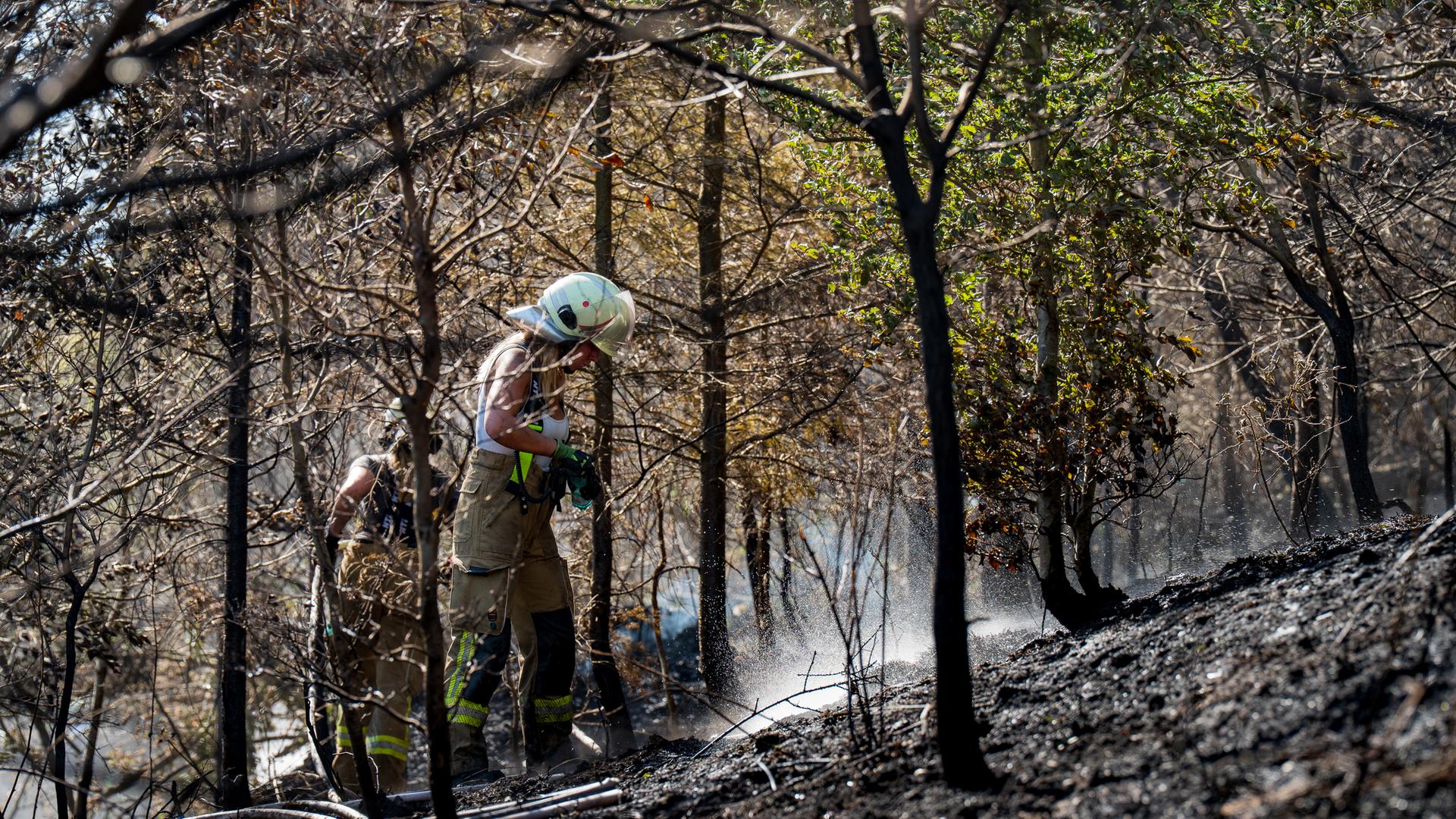 Waldbrand-Großlagen: Hesens Landesfeuerwehrverband fordert bessere Vorsorge
