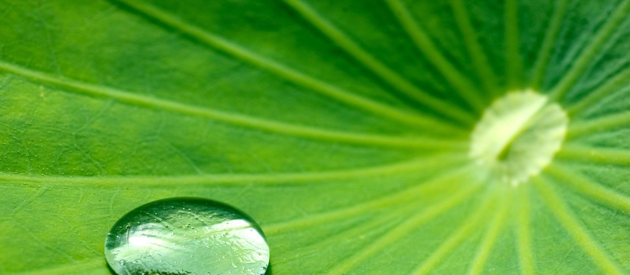 Wassertropfen auf einem Lotusblatt