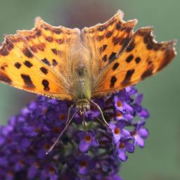 Ein C-Falter auf der Blüte eines Sommerflieders.