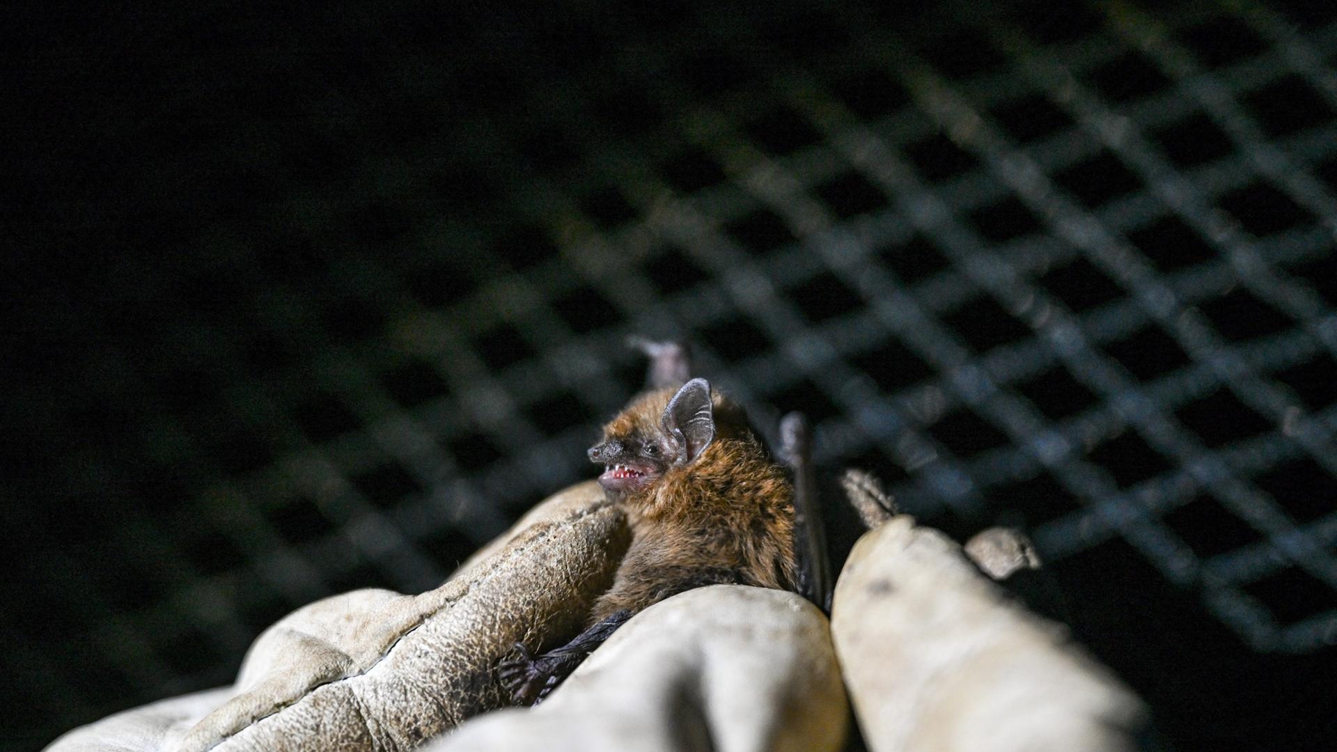 Tollwut bei Fledermaus im Kreis Bergstraße nachgewiesen