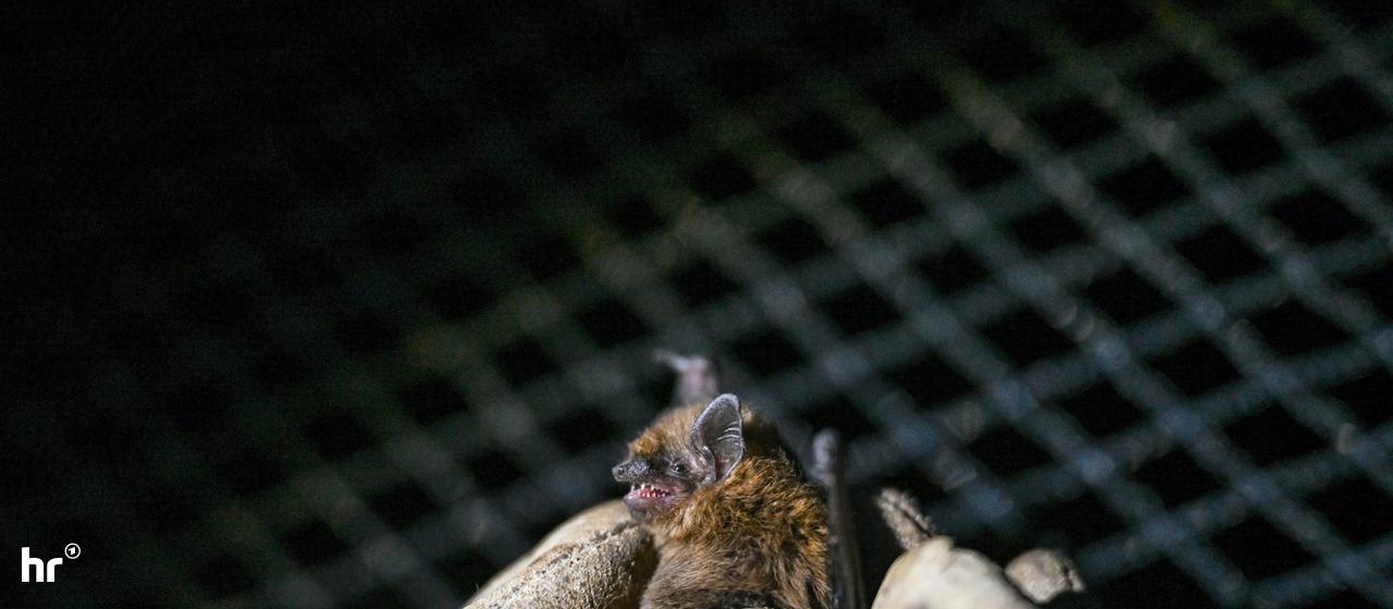 hessen-tollwut-bei-fledermaus-im-kreis-bergstra-e-nachgewiesen
