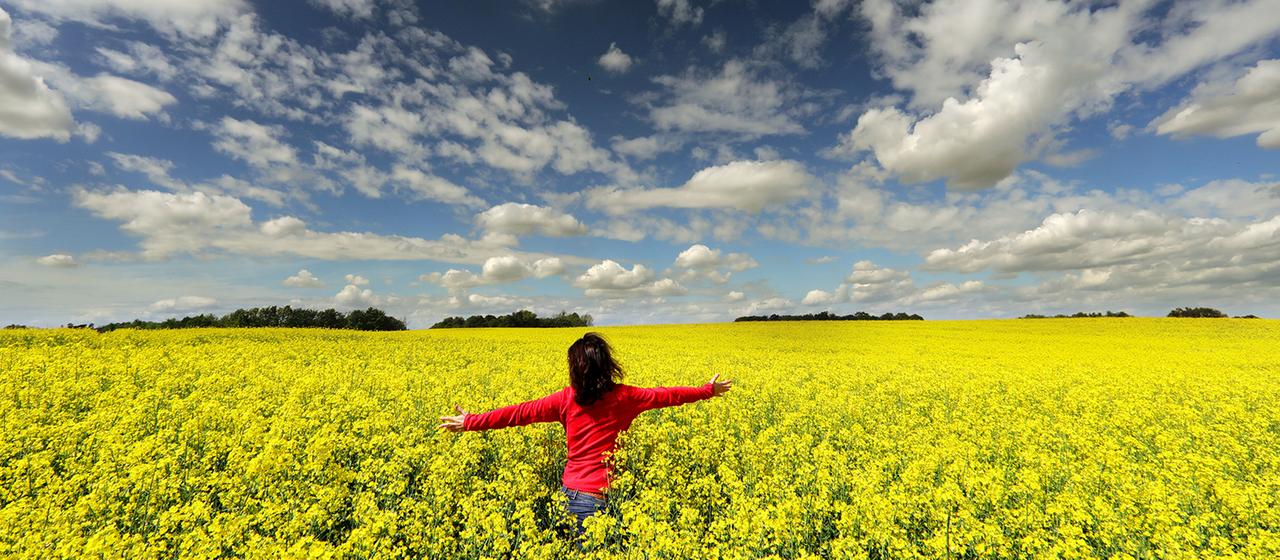 Eine Frau steht am Rand eines Rapsfeldes. | dpa Eine Frau steht am Rand eines Rapsfeldes.