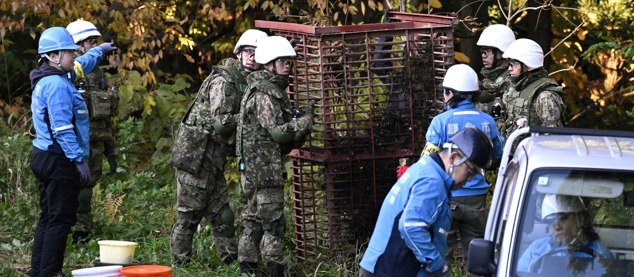Mitglieder der japanischen Selbstverteidigungsstreitkräfte (JSDF) stellen in Kazuno eine Bärenfalle auf. 