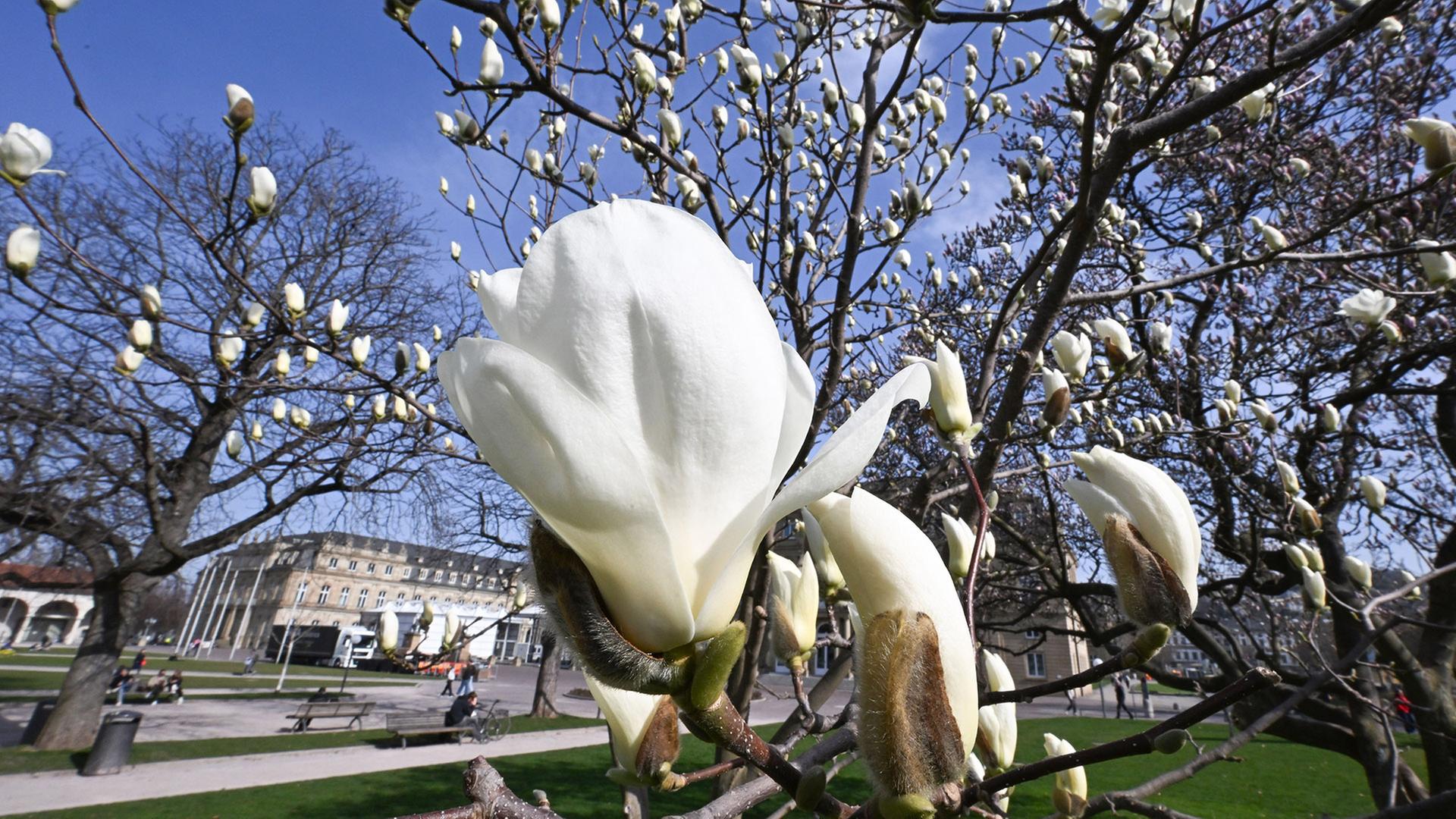 Magnolien blühen auf dem Schlossplatz in Stuttgart | Bernd Weißbrod/dpa