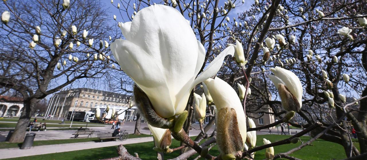 Magnolien blühen auf dem Schlossplatz in Stuttgart