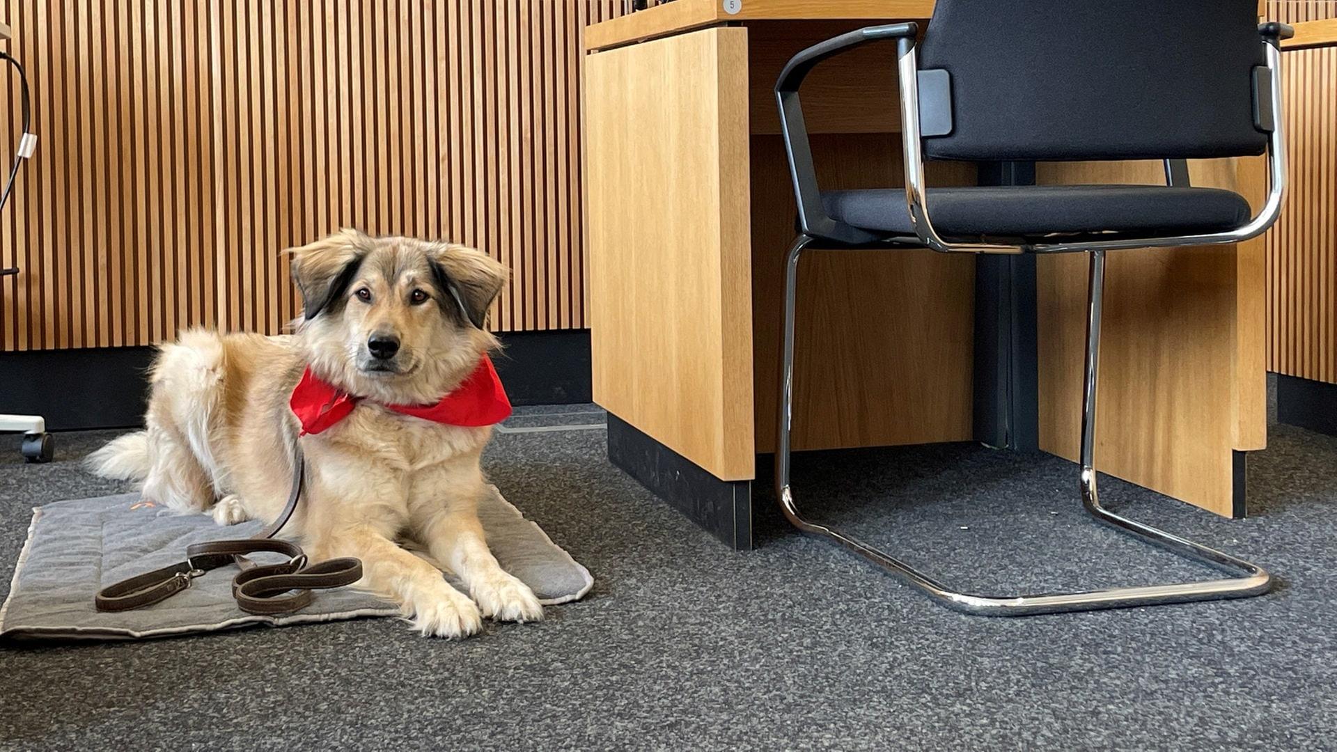 Wie Hunde traumatisierten Kindern vor Gericht die Aussage erleichtern Wie Hunde traumatisierten Kindern vor Gericht die Aussage erleichtern