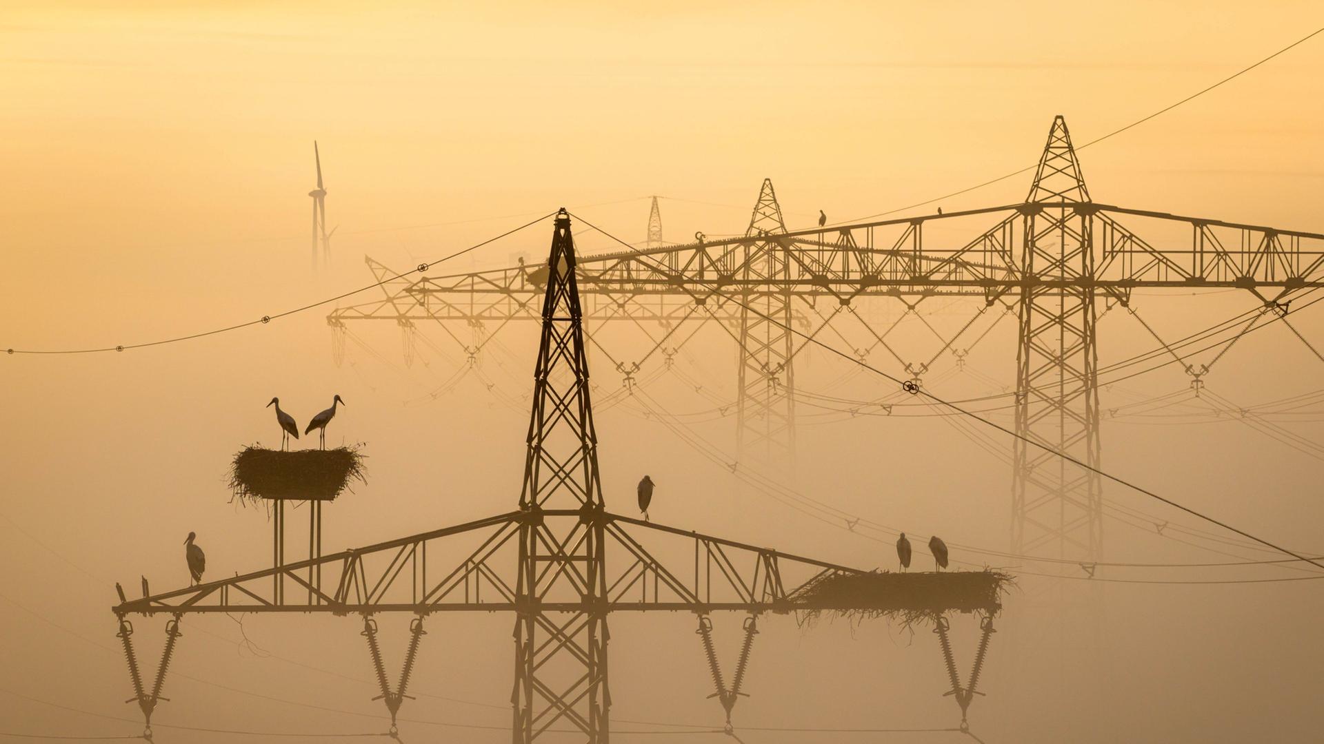Störche sitzen am frühen Morgen im Nebel auf ihren Nestern auf Strommasten.  | Sina Schuldt/dpa