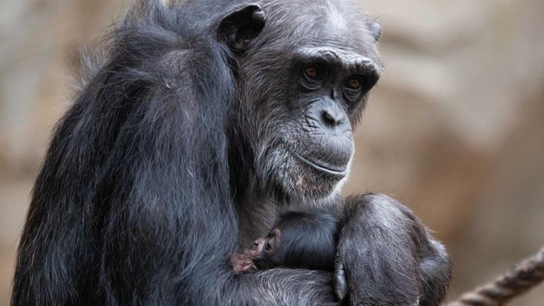 Ein Schimpansen-Baby sitzt im Schoß seiner Mutter.
