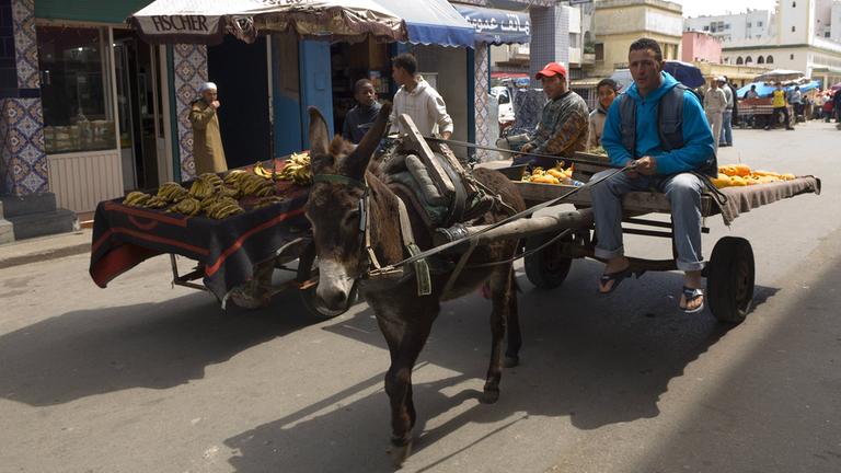 Ein Eselskarren in Casablanca in Marokko.