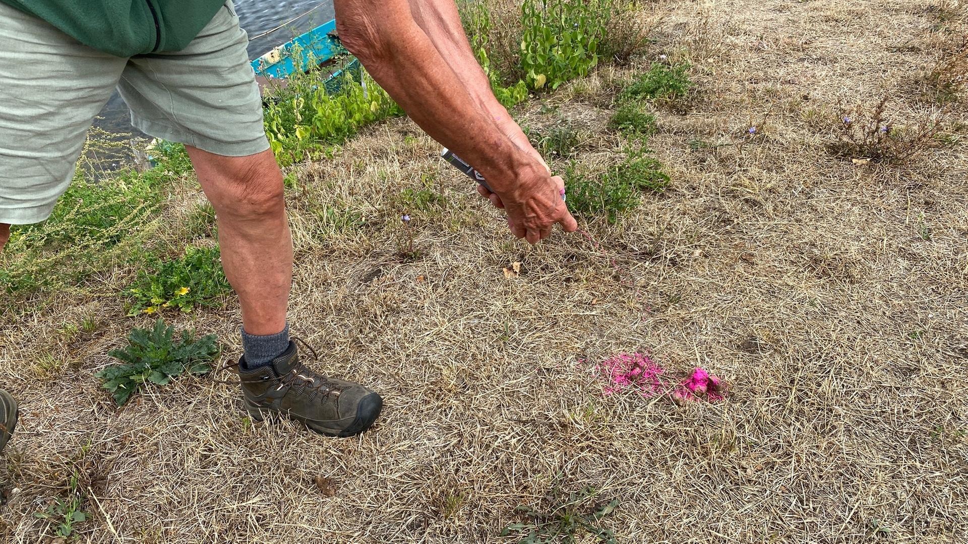 Speyer: Angler besprühen Hundekot mit rosa Kreide