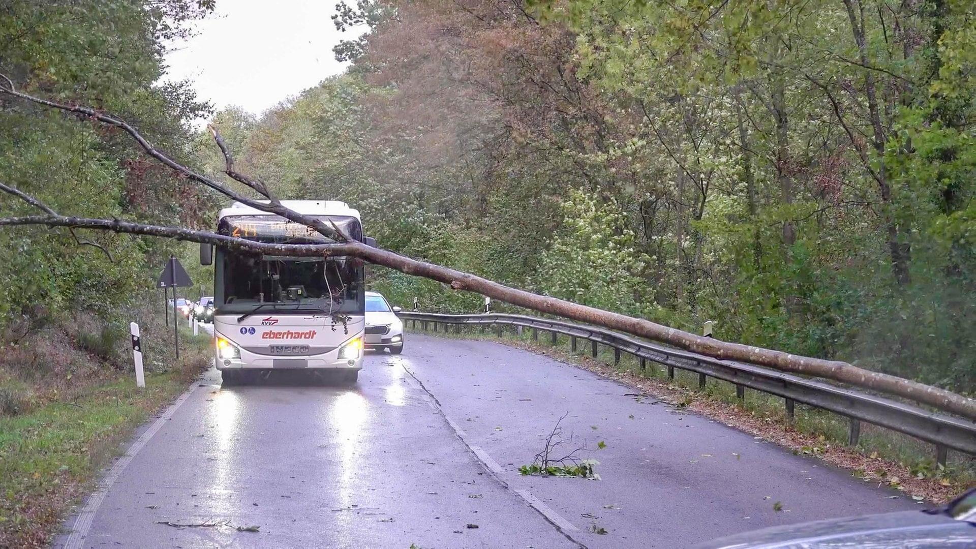 Umgestürzter Baum auf einer Straße | Pressestelle, EinsatzReport24