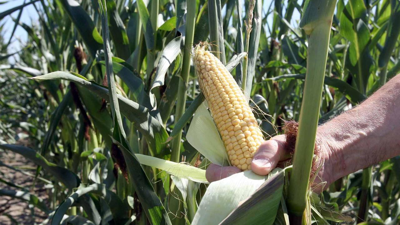 Regulierung durch EUKommission Alter Streit um neue Gentechnik