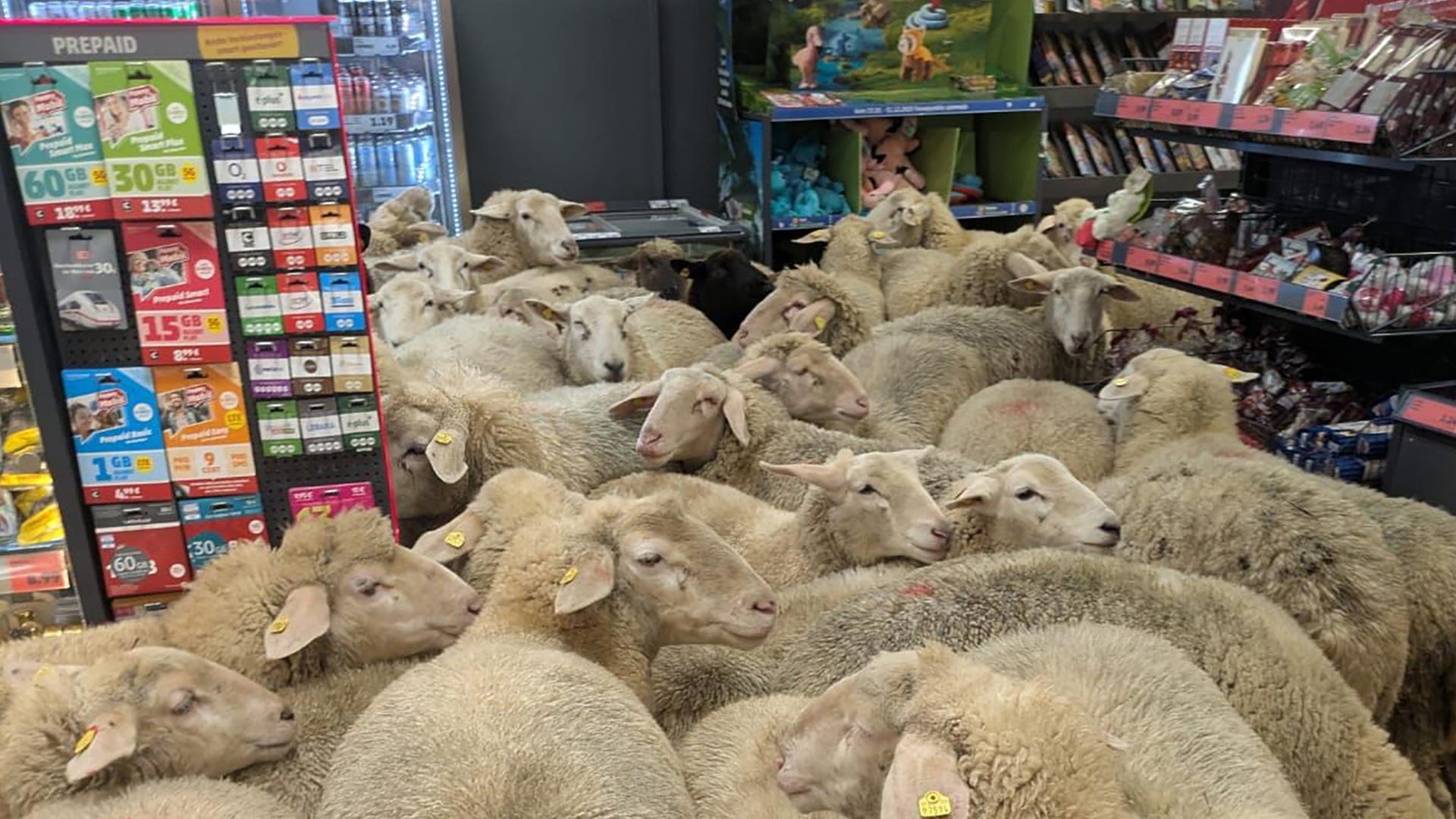 Eine Gruppe Schafe steht im Kassenbereich eines Supermarkts in Burgsinn. | REWE Group/dpa