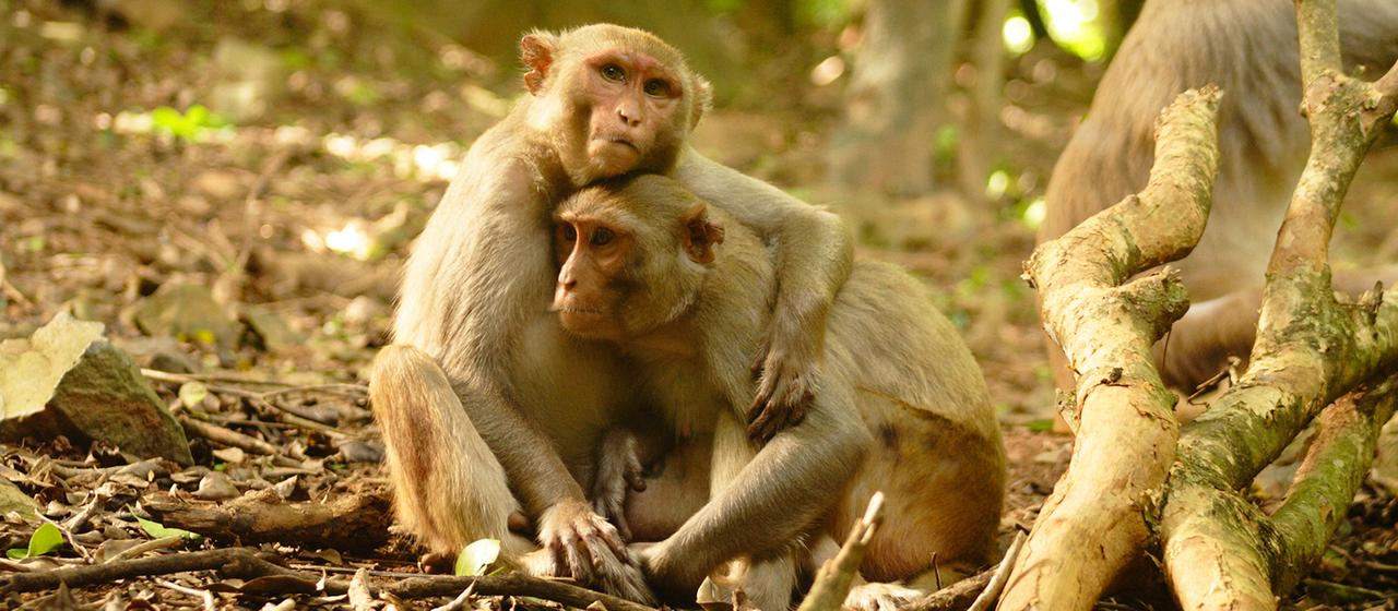 Knuddelnde Rhesusaffen auf Cayo Santiago. | Lauren Brent/University of Exeter/Science/dpa Knuddelnde Rhesusaffen auf Cayo Santiago.