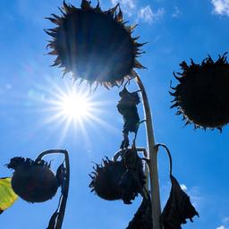 Verdorrte Sonnenblumen auf einem Feld.