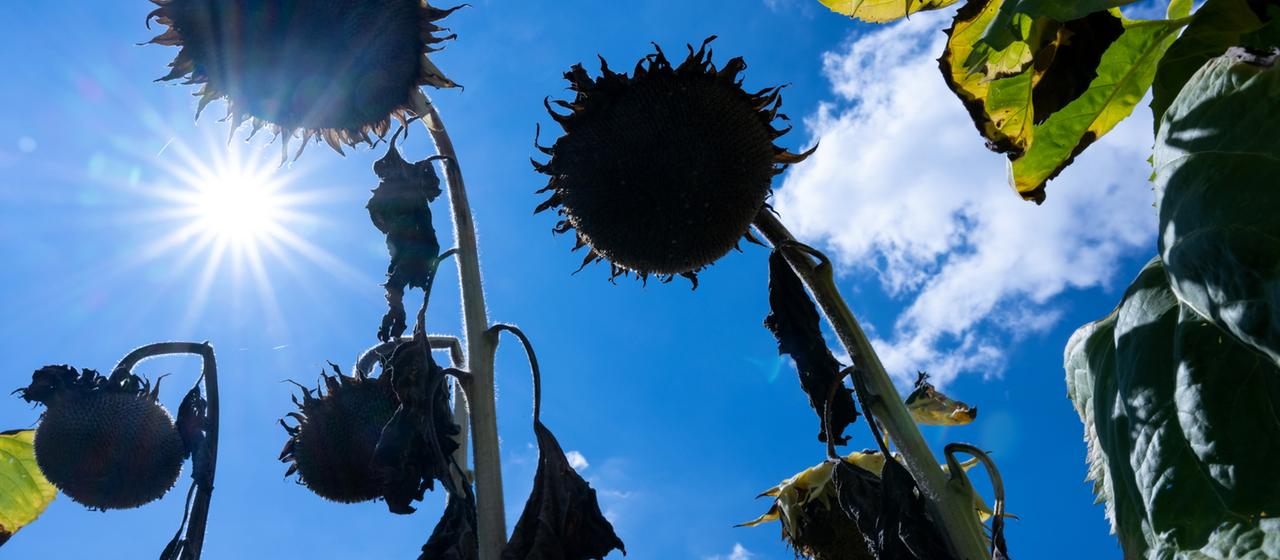 Verdorrte Sonnenblumen auf einem Feld.