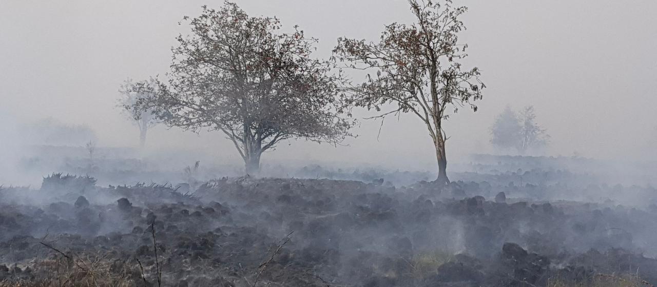 Rauchschwaden umgeben Bäume im Naturschutzgebiet Hohes Venn in Belgien.