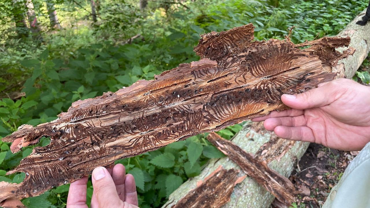 Bilderstrecke Wie sehen Borkenkäfer aus? tagesschau.de
