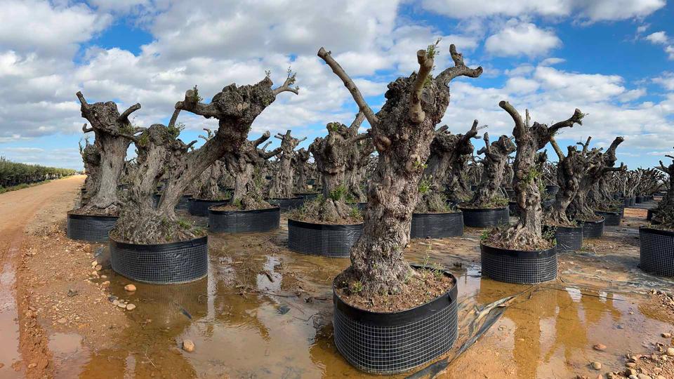 Olivenanbau in Spanien: Ernten, bevor die Diebe kommen | tagesschau.de