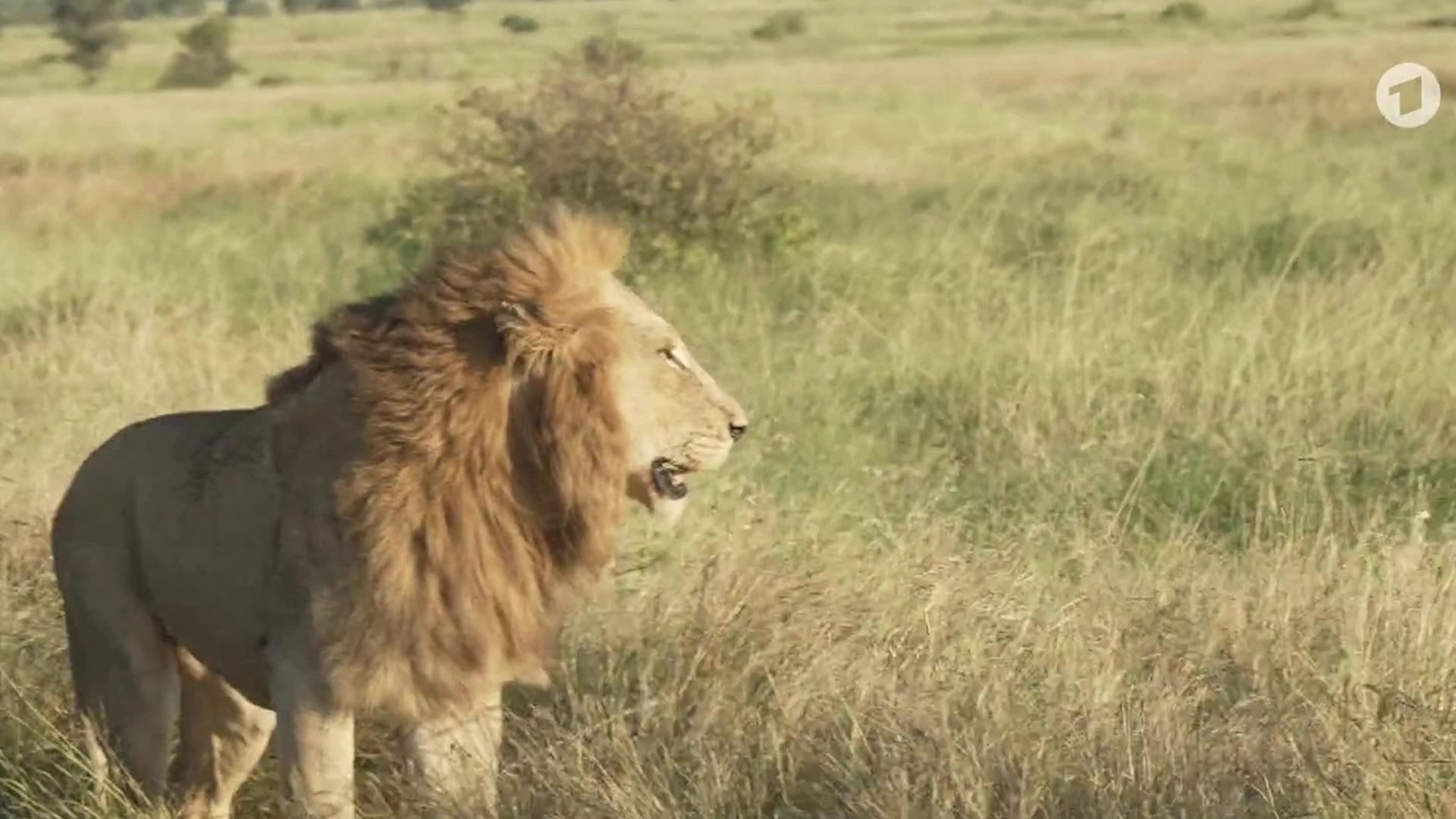 100 Jahre Naturschutzgebiet Kruger Nationalpark in Südafrika