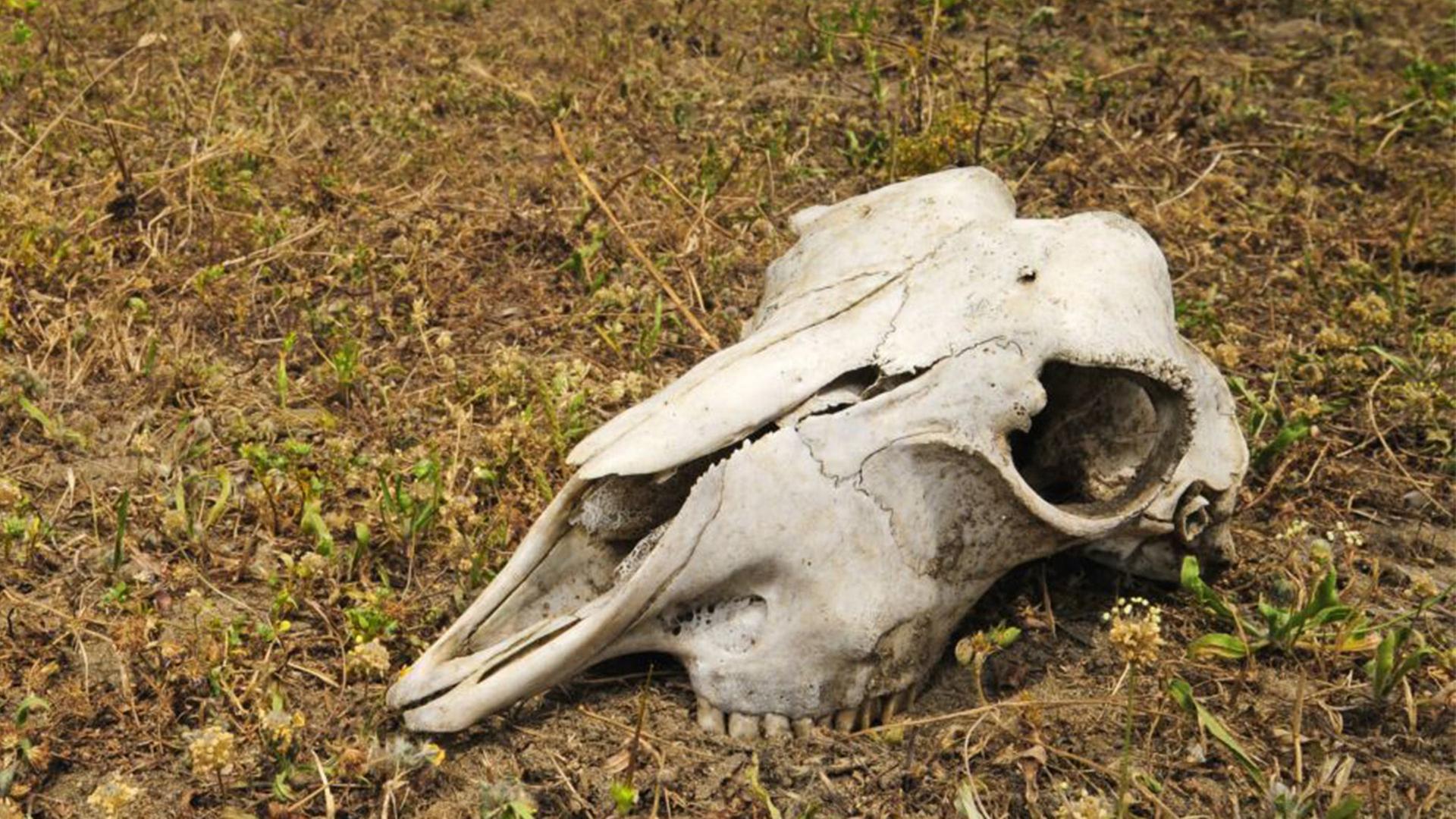 Ziegenschädel auf Friedhof in Königs Wusterhausen gefunden