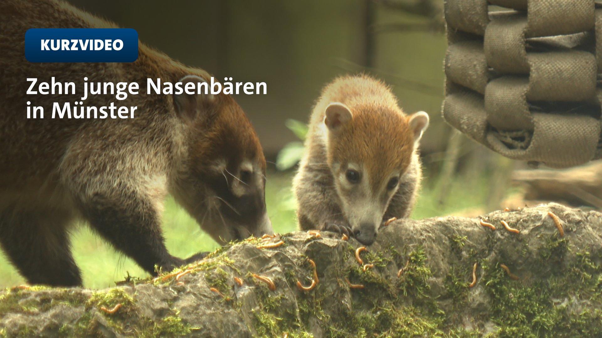 Nasenbären entdecken ihr neues Zuhause