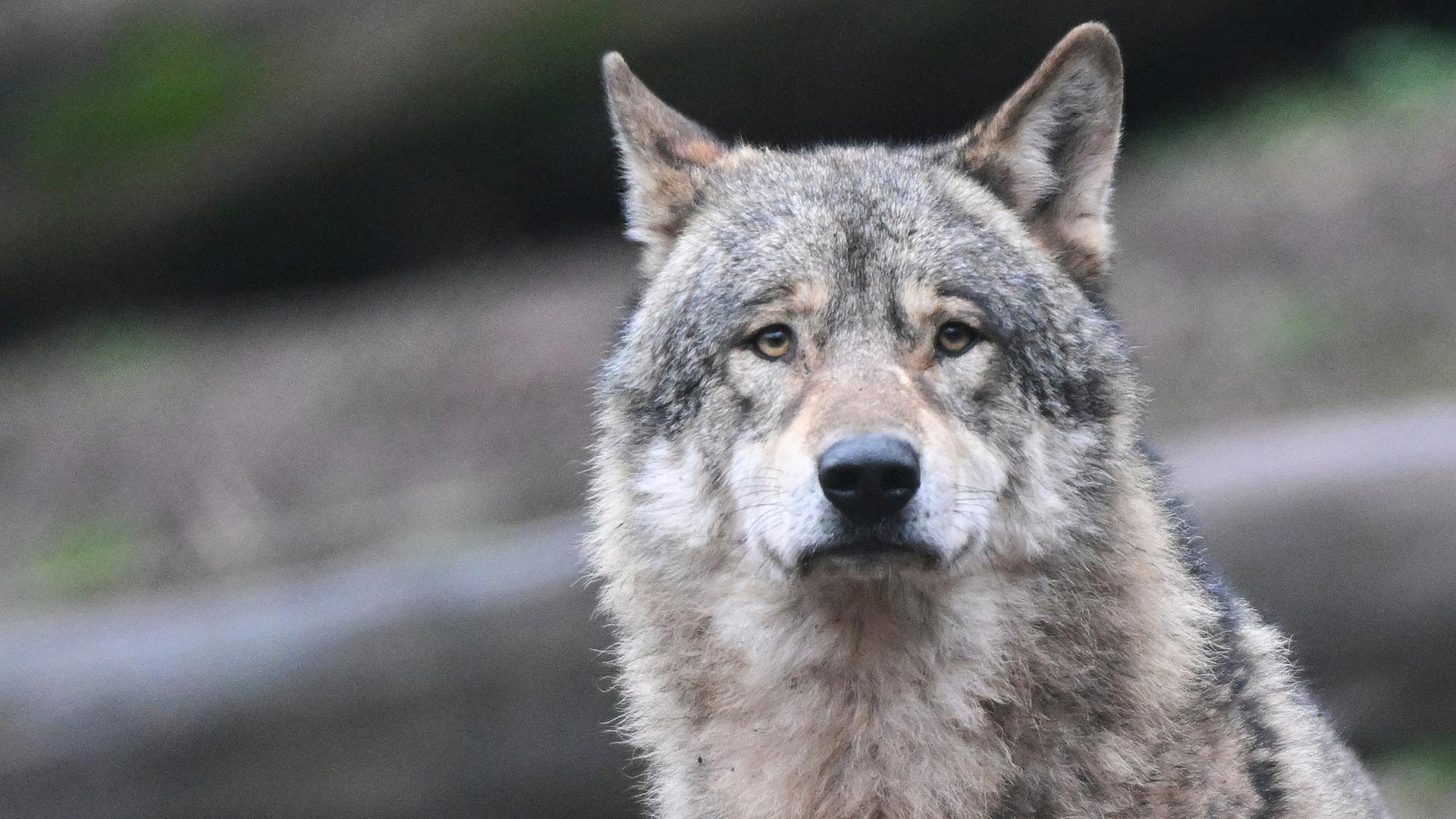 Der Kopf eines Wolfes in der Natur | dpa