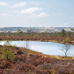 Das Moorauge, eine Wasserstelle im Schwarzen Moor