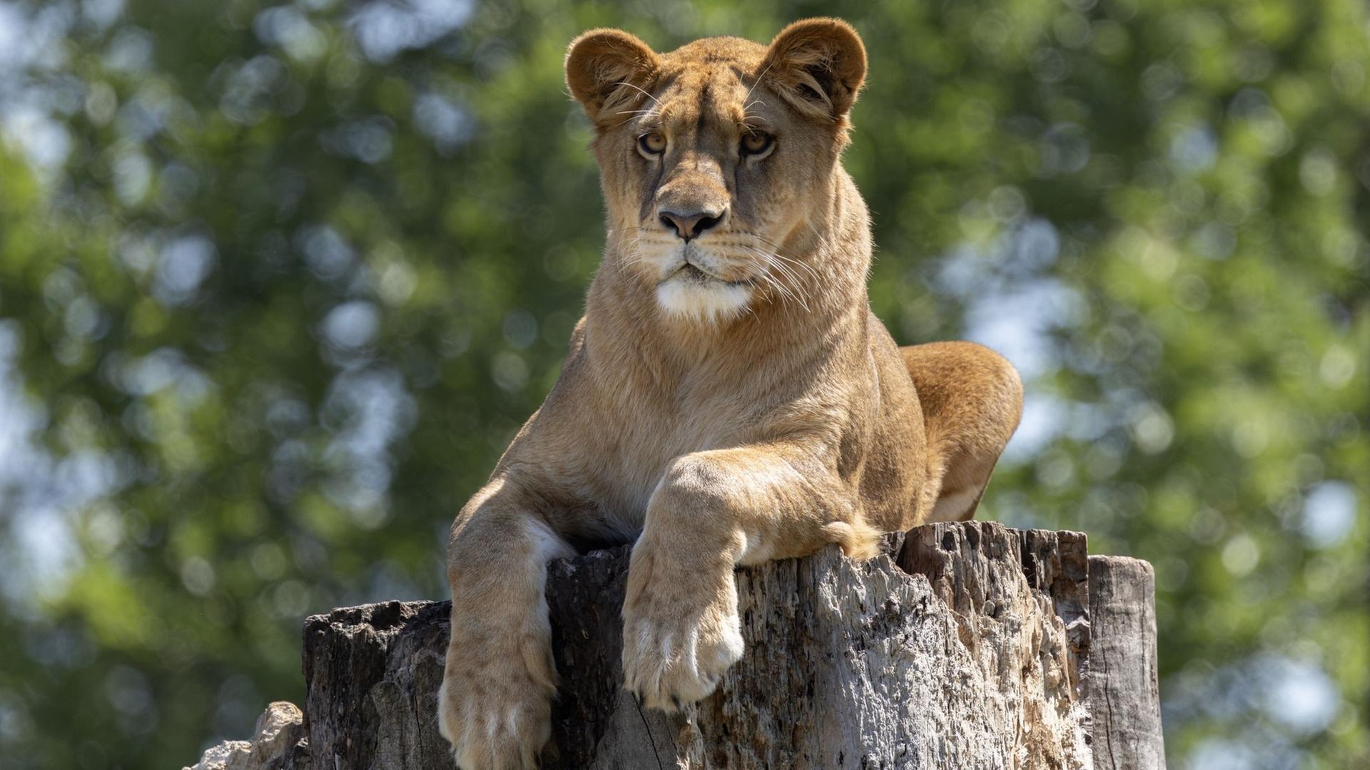 Löwin Nala im Heidelberger Zoo | Zoo Heidelberg/Pairi Daiza/Galina Bonnard