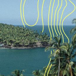 Ausblick auf Strand von Guyana mit vielen Palmen.