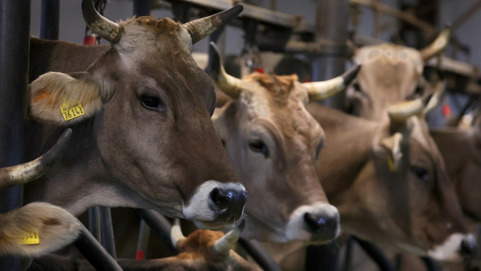 Kühe stehen auf einem Bauernhof in einem Stall.  | dpa Bildfunk, picture alliance/dpa | Karl-Josef Hildenbrand