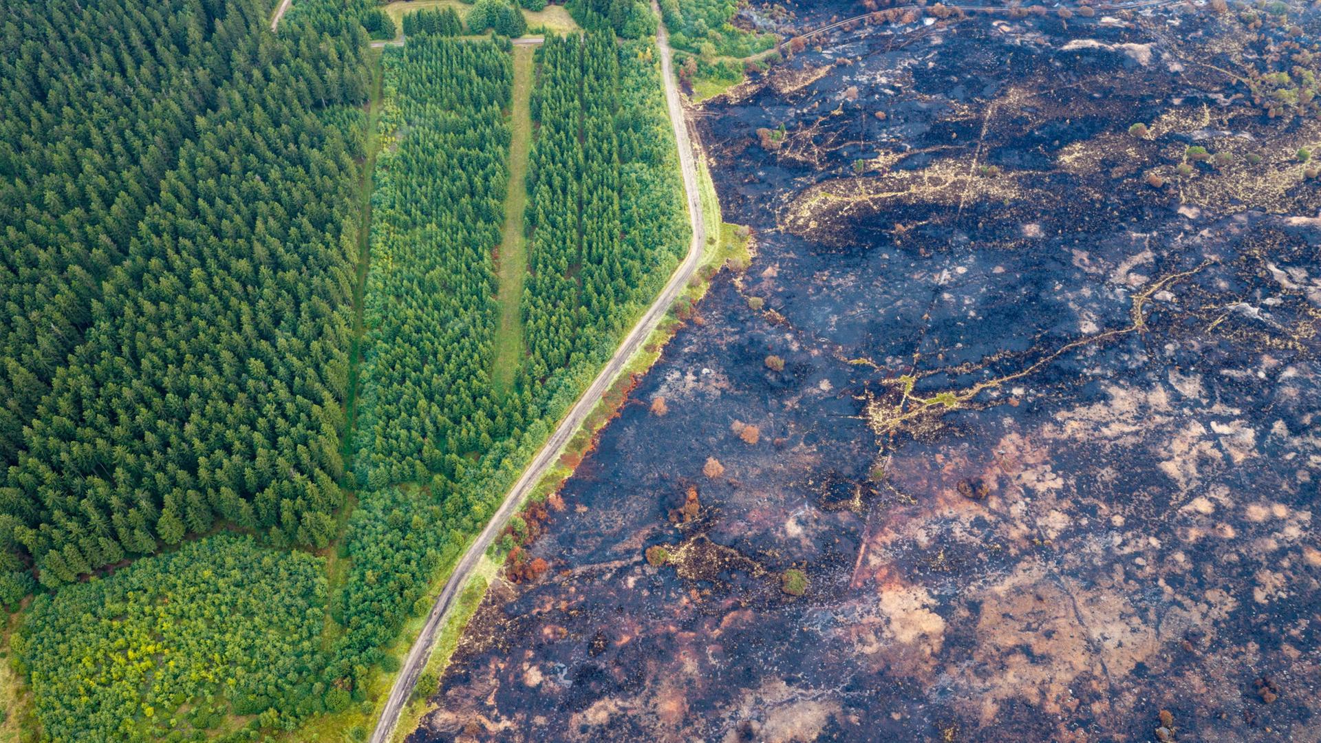 Eine kleine Straße trennt die verbrannte Fläche im belgischen Naturschutzgebiet Hohes Venn von grüner Vegetation | Christoph Reichwein/dpa