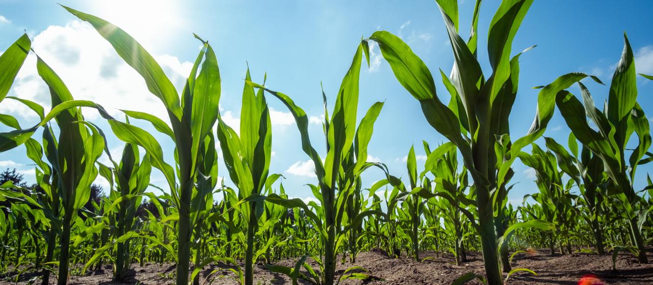 Maispflanzen auf einem Feld