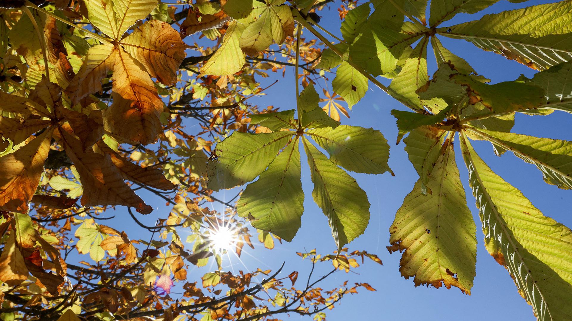 Die Sonne scheint durch die Blätter an einer Kastanie. | picture alliance/dpa | Thomas Warnack