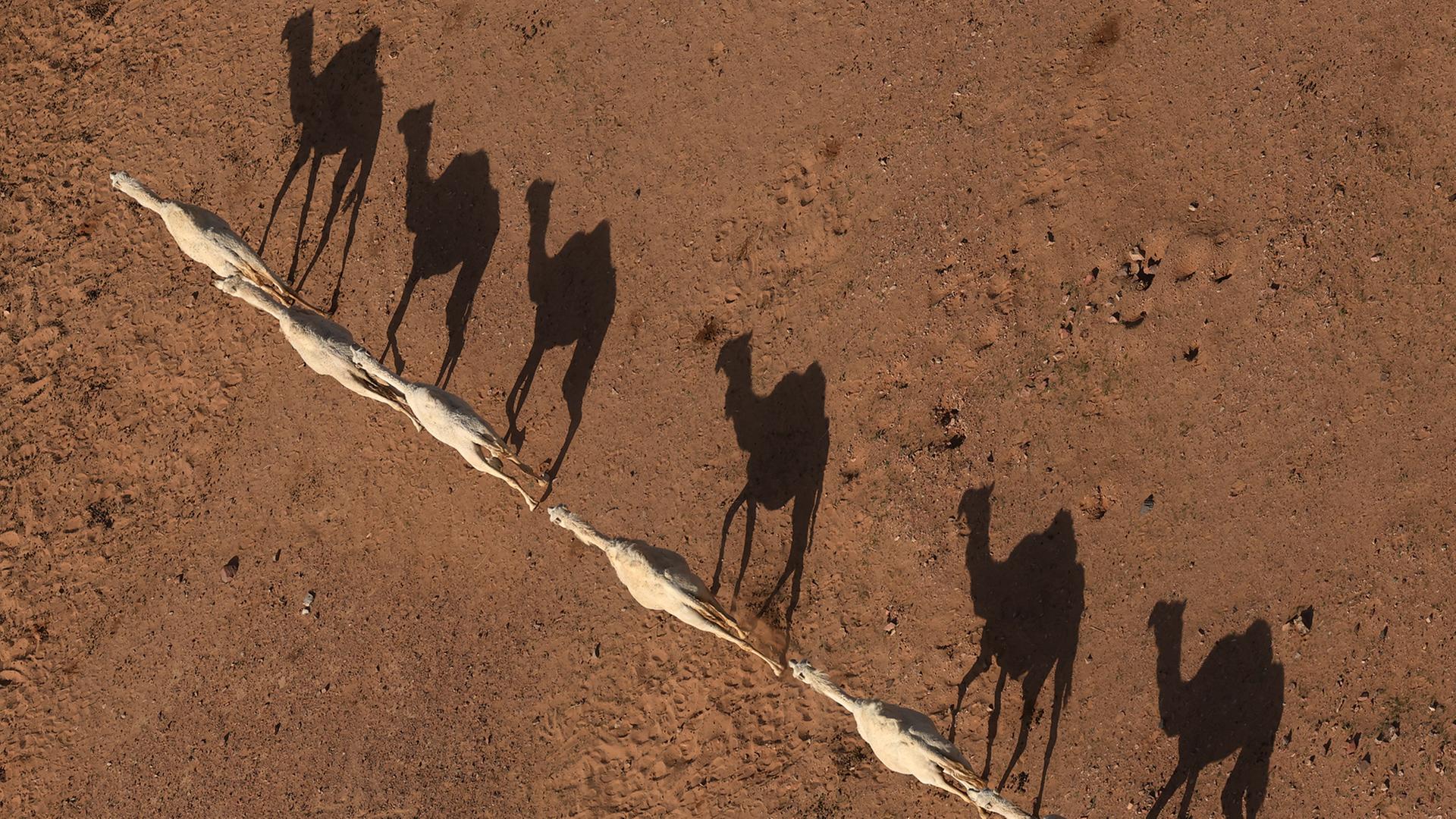 Kamele in der WÃ¼ste bei Hail (Saudi-Arabien). | REUTERS