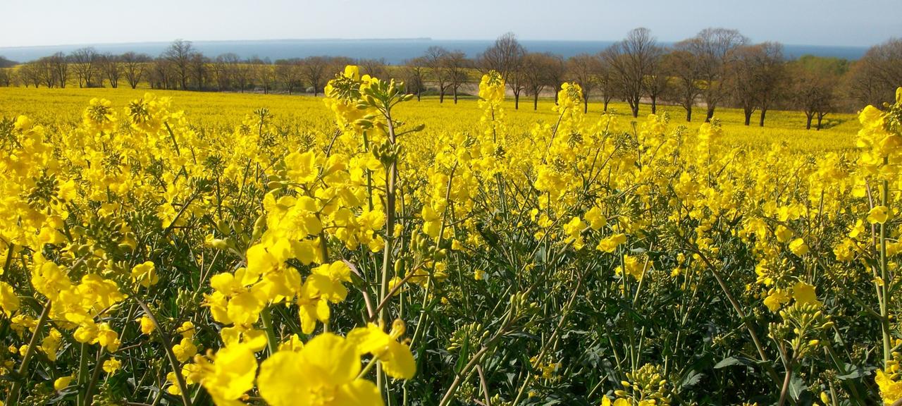 MecklenburgVorpommern Die ersten Rapsfelder blühen in MecklenburgVorpommern tagesschau.de