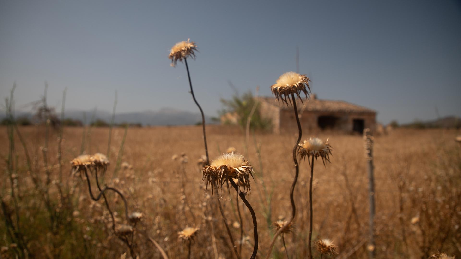 Trockene Felder in der Nähe des Dorfes Sineu auf Mallorca. | dpa