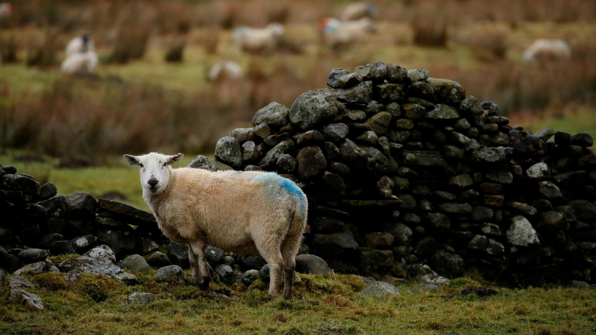 Ein Schaf steht in der Nähe einer Steinmauer auf einem Bauernhof in North Yorkshire.