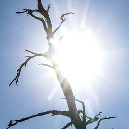 Die Silhouette eines toten Baumes zeichnet sich vor der Sonne ab.