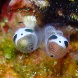 Clavelina ossipandae