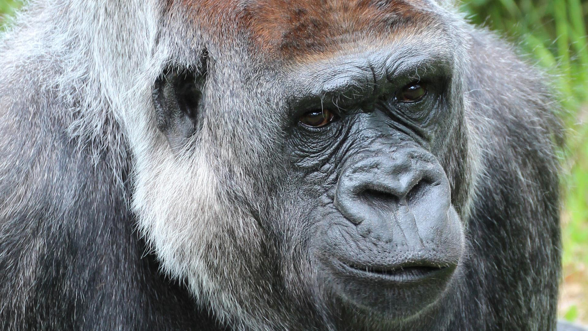 Die Gorilla-Dame Mpenzi. Das Weibchen aus dem Berliner Zoo ist im Alter von 41 Jahren gestorben. (Quelle: dpa/Zoo Berlin) | dpa/Zoo Berlin