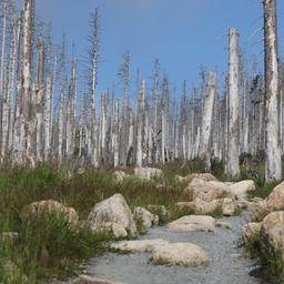 Tote Fichten auf dem Brocken/Harz