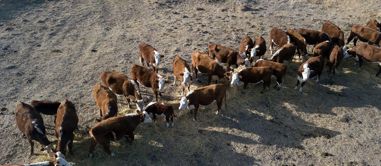 Luftaufnahme von Rindern, die auf einer Farm in Australien fressen.