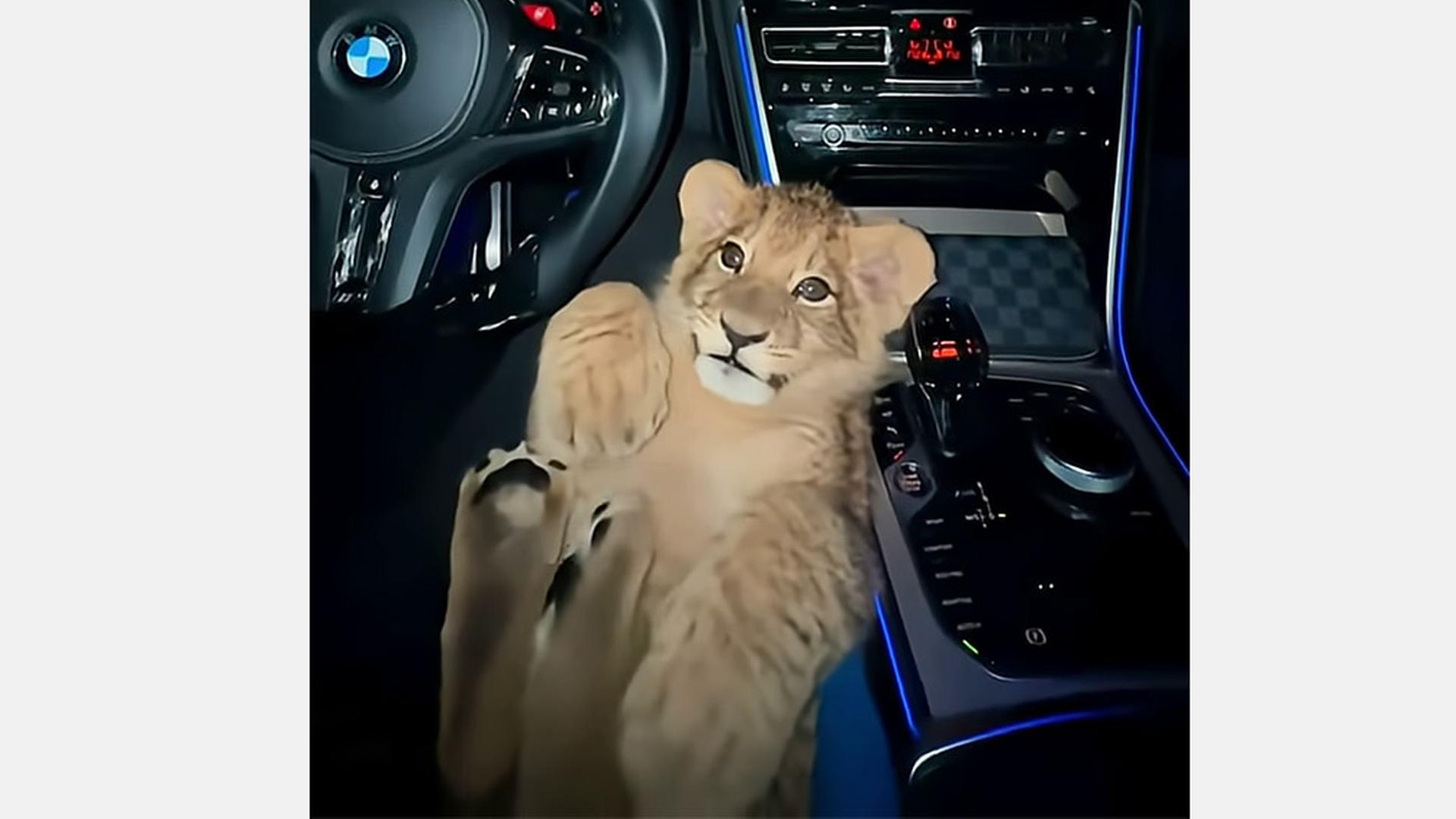 Screenshot eines Videos, in dem jeweils ein Löwenjunges an der Mittelkonsole eines Autos sitzt. | Youtube