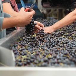 Sortierung von Weintrauben