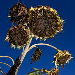 Ausgetrocknete Sonnenblumen stehen auf einem Feld.